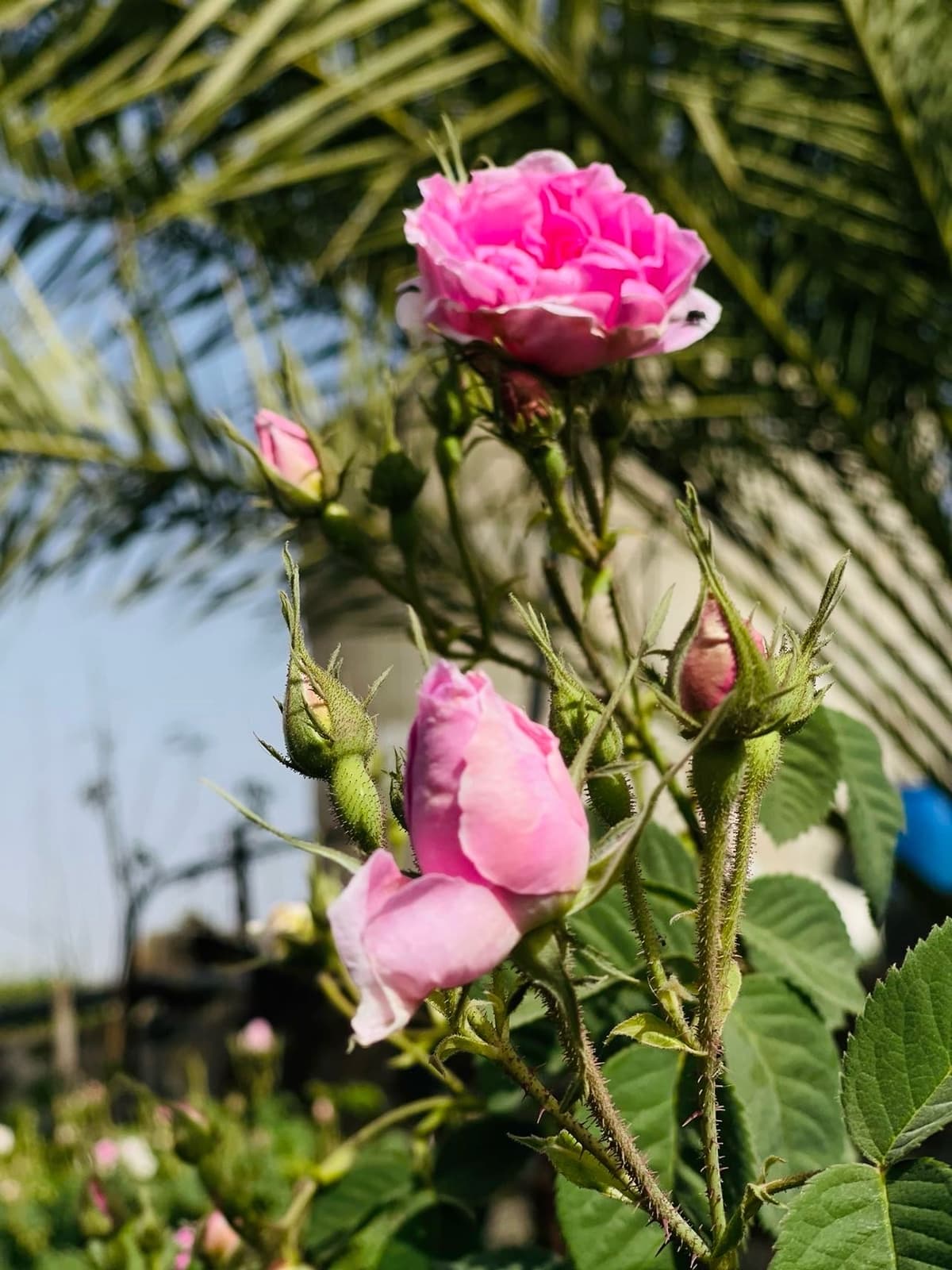 ماء عطر الورد الطائفي